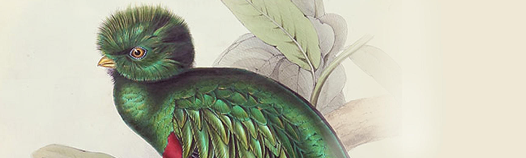 Detail of an exotic green bird from a lavishly illustrated natural history book