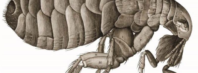 Micrographia A drawing of a bug in microscopic detail by Robert Hooke